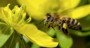 Saper "contare" aiuta gli animali a sopravvivere?