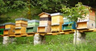 Farmasorveglianza, disponibile una nuova check list per gli apiari