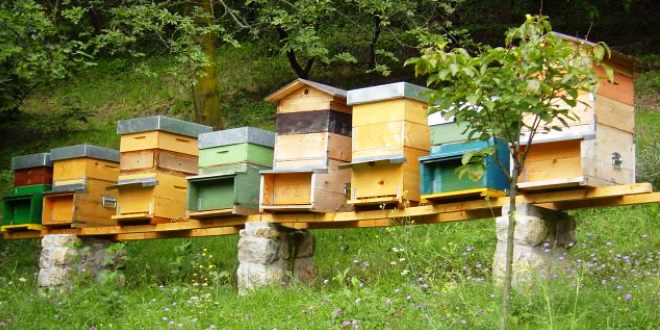Il calendario dell'apicoltore: maggio