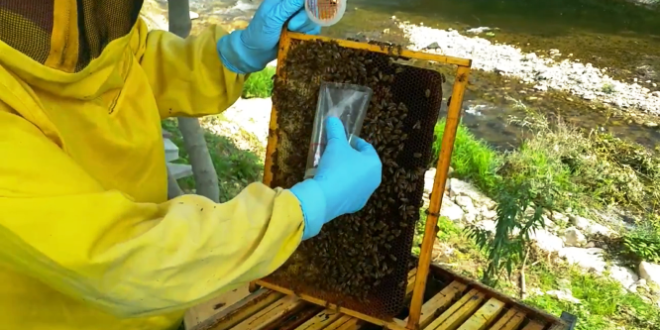 Valutare il livello di infestazione da varroa durante la stagione apistica