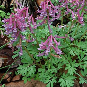 Alcune specie botaniche spontanee visitate dalle api in inverno