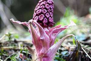 Alcune specie botaniche spontanee visitate dalle api in inverno