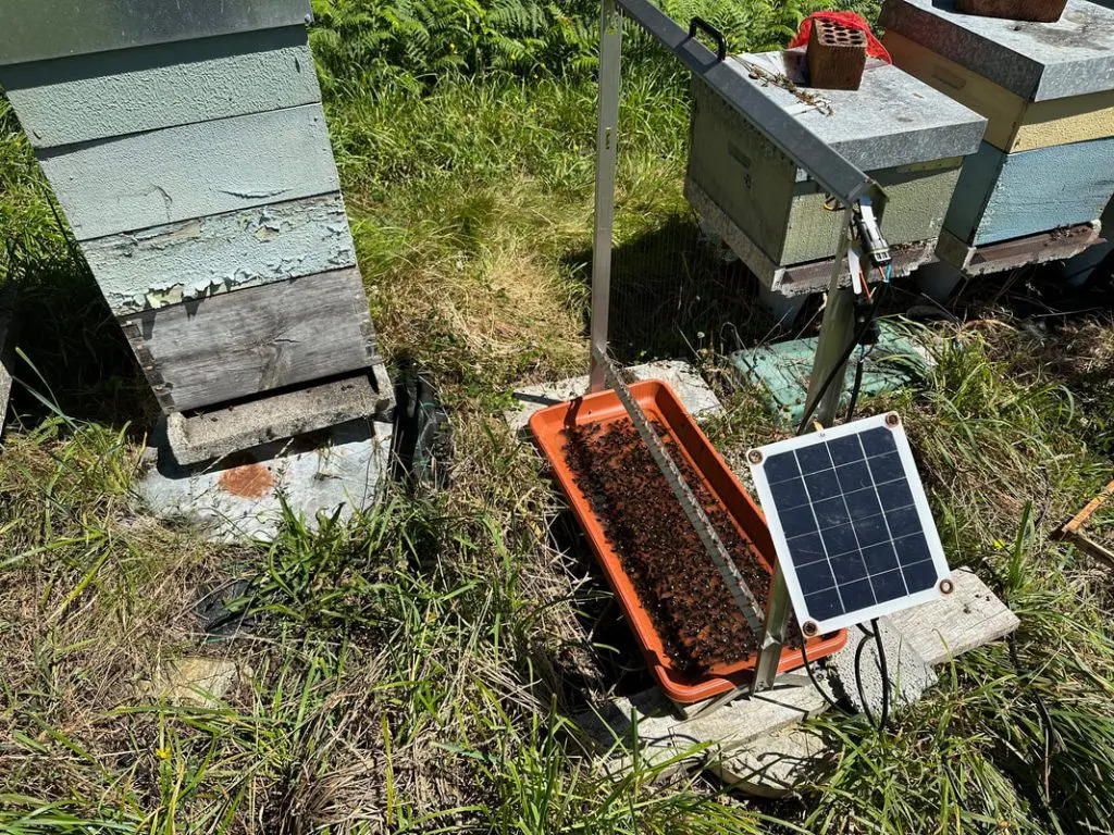 Arpa elettrica e altre trappole contro Velutina