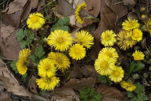 Alcune specie botaniche spontanee visitate dalle api in inverno