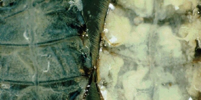 Le api invernali: come nascono e perché sono fondamentali per la sopravvivenza della colonia