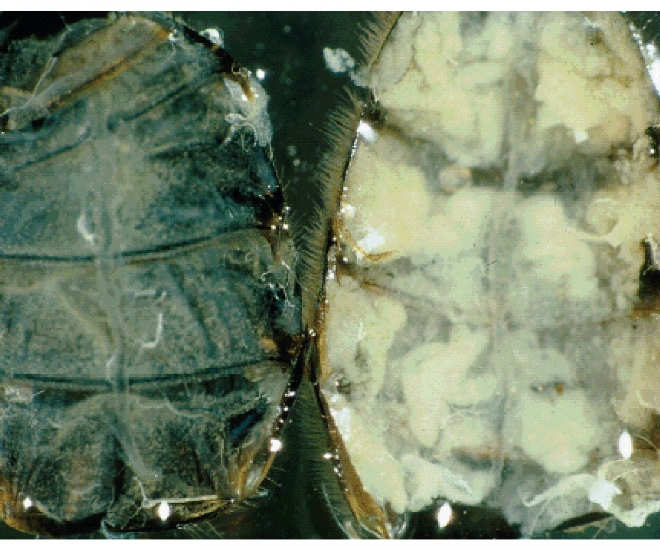 Le api invernali: come nascono e perché sono fondamentali per la sopravvivenza della colonia