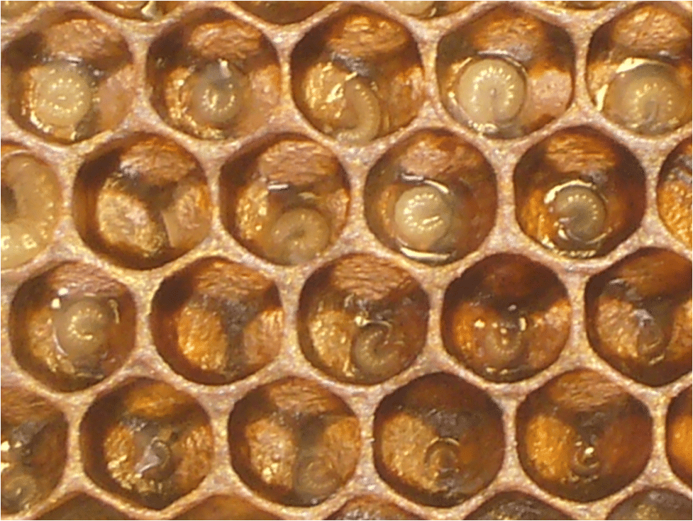Api “grasse”: L’importanza delle proteine ​​nelle api
