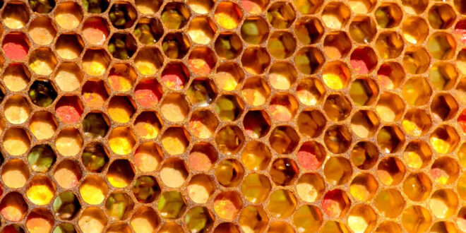 In termini pratici, perché le colonie hanno bisogno di proteine?