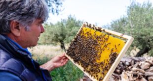 Via libera alla norma che tutela l’ape nera sicula