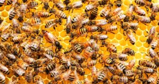 Le api possono creare elettricità: scoperto un superpotere inatteso