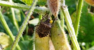 Specie aliene, invasive o dannose