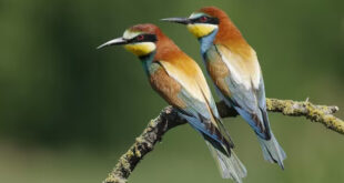 Il gruccione comune (Merops apiaster)