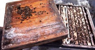 Alveari più salubri