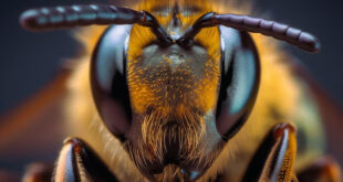 Visione delle api: come vedono le api?