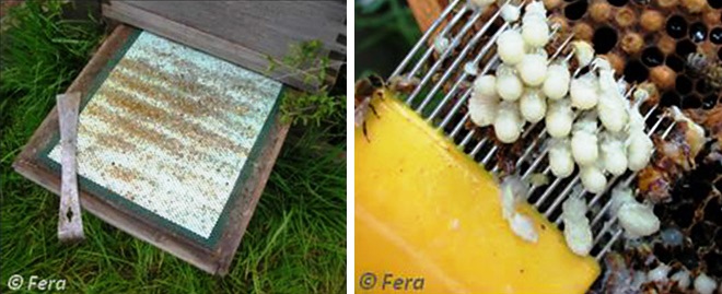 Il litio contro la Varroa