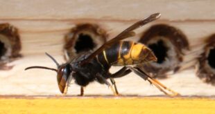 Vespa velutina, nuove strategie per affrontare l’emergenza