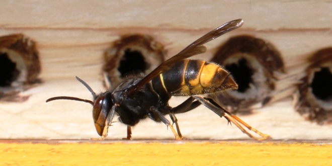 Vespa velutina, nuove strategie per affrontare l’emergenza