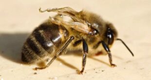 Sono rari gli episodi di intossicazione acuta per fitosanitari nelle colonie di api