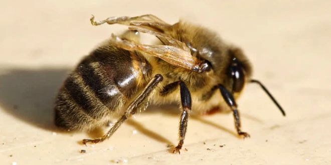 Sono rari gli episodi di intossicazione acuta per fitosanitari nelle colonie di api