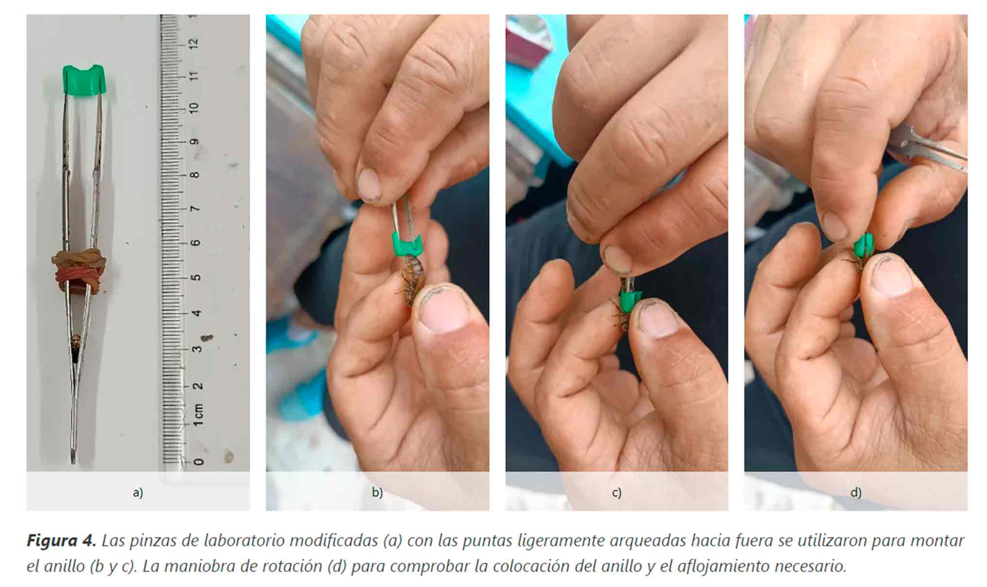 Dispositivo contraccettivo della regina