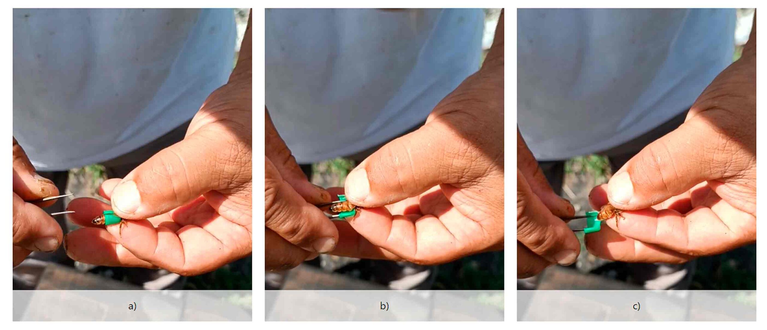 Dispositivo contraccettivo della regina