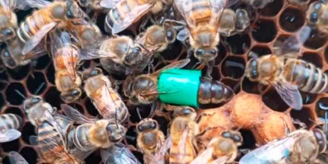 Dispositivo contraccettivo della regina