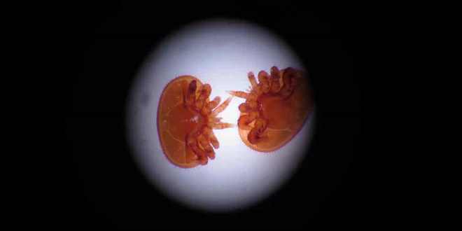 Raggi laser contro la varroa