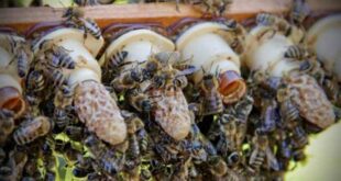 La formazione di sciami artificiali dopo la sciamatura naturale (1° metodo)