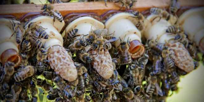 Celle reali: criteri di identificazione