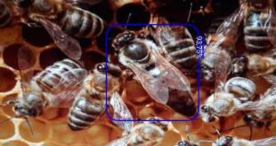 Sviluppano un'app che trova la regina in un favo grazie all'intelligenza artificiale