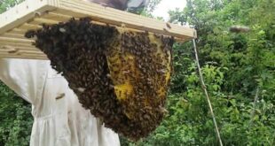 La permapicoltura in breve