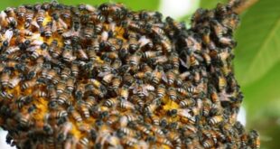 L’ape nana rossa è arrivata in Europa