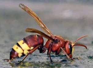 Vespa orientalis