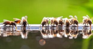 Marzo: Il Passaggio dall' Inverno alla Primavera per l'Apiario