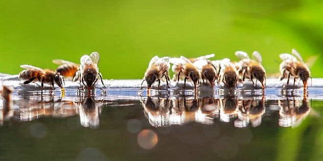 Marzo: Il Passaggio dall' Inverno alla Primavera per l'Apiario