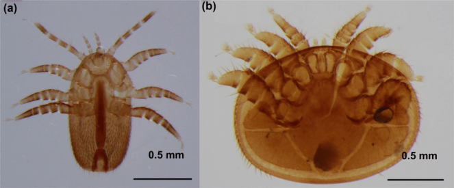 Tropilaelaps mercedesae