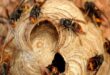 Vespa orientalis e calabrone asiatico: proteggiamo le nostre api