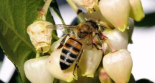 Ottobre 2024: indagine meteorologica, produttiva ed economica