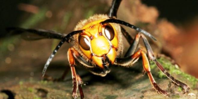 Il calabrone gigante asiatico è stato eliminato definitivamente in Nord America