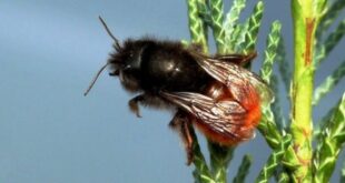 L’esposizione a mix di pesticidi influenza il successo riproduttivo dell’ape solitaria Osmia cornuta