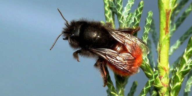 L’esposizione a mix di pesticidi influenza il successo riproduttivo dell’ape solitaria Osmia cornuta