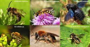 Api selvatiche e api gestite dall’uomo