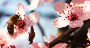 Marzo 2025: indagine meteorologica, produttiva ed economica