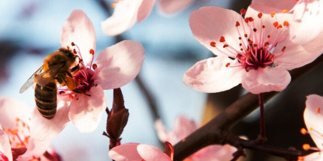 Marzo 2025: indagine meteorologica, produttiva ed economica