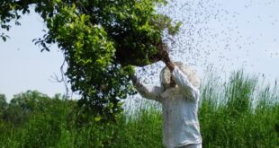 L'avventura della sciamatura