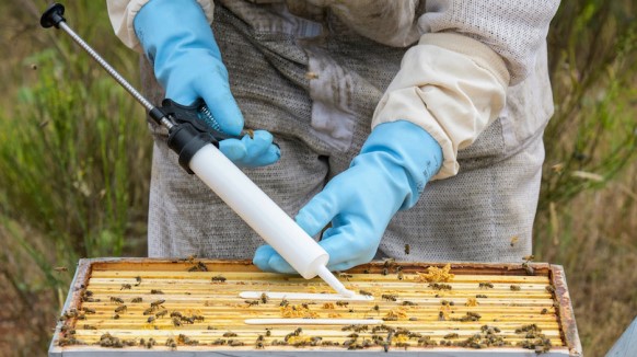 Tropilaelaps: Sfide e Soluzioni per il Controllo del Parassita