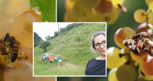 Le api nei vigneti? Proteggono l'uva
