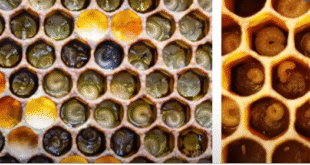 quale larva di ape operaia diventa regina