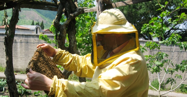 Quando formare i nuclei di api