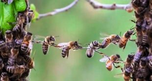 Leonardi (ministero Salute): “L’apicoltura è un laboratorio concreto di salute integrata”